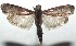  ( - 16-SRNP-100557)  @13 [ ] CreativeCommons  Attribution Non-Commercial Share-Alike (2017) Daniel H. Janzen Guanacaste Dry Forest Conservation Fund
