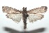  ( - 16-SRNP-100562)  @13 [ ] CreativeCommons  Attribution Non-Commercial Share-Alike (2017) Daniel H. Janzen Guanacaste Dry Forest Conservation Fund