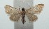  ( - 16-SRNP-100642)  @13 [ ] CreativeCommons  Attribution Non-Commercial Share-Alike (2017) Daniel H. Janzen Guanacaste Dry Forest Conservation Fund