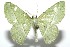  ( - 16-SRNP-100688)  @14 [ ] CreativeCommons  Attribution Non-Commercial Share-Alike (2017) Daniel H. Janzen Guanacaste Dry Forest Conservation Fund