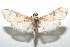  ( - 16-SRNP-100693)  @11 [ ] CreativeCommons  Attribution Non-Commercial Share-Alike (2017) Daniel H. Janzen Guanacaste Dry Forest Conservation Fund