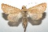  ( - 16-SRNP-100707)  @14 [ ] CreativeCommons  Attribution Non-Commercial Share-Alike (2017) Daniel H. Janzen Guanacaste Dry Forest Conservation Fund