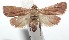  ( - 16-SRNP-100730)  @14 [ ] CreativeCommons  Attribution Non-Commercial Share-Alike (2017) Daniel H. Janzen Guanacaste Dry Forest Conservation Fund