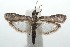  ( - 16-SRNP-100740)  @14 [ ] CreativeCommons  Attribution Non-Commercial Share-Alike (2017) Daniel H. Janzen Guanacaste Dry Forest Conservation Fund