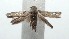  ( - 16-SRNP-100760)  @14 [ ] CreativeCommons  Attribution Non-Commercial Share-Alike (2017) Daniel H. Janzen Guanacaste Dry Forest Conservation Fund