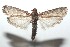  ( - 16-SRNP-100789)  @14 [ ] CreativeCommons  Attribution Non-Commercial Share-Alike (2017) Daniel H. Janzen Guanacaste Dry Forest Conservation Fund