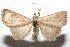  ( - 16-SRNP-100800)  @13 [ ] CreativeCommons  Attribution Non-Commercial Share-Alike (2017) Daniel H. Janzen Guanacaste Dry Forest Conservation Fund