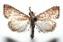  (Dicepolia - 16-SRNP-100836)  @14 [ ] CreativeCommons  Attribution Non-Commercial Share-Alike (2017) Daniel H. Janzen Guanacaste Dry Forest Conservation Fund