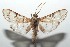  ( - 16-SRNP-100939)  @11 [ ] CreativeCommons  Attribution Non-Commercial Share-Alike (2017) Daniel H. Janzen Guanacaste Dry Forest Conservation Fund