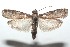  ( - 16-SRNP-101043)  @13 [ ] CreativeCommons  Attribution Non-Commercial Share-Alike (2017) Daniel H. Janzen Guanacaste Dry Forest Conservation Fund