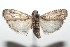  ( - 16-SRNP-101047)  @13 [ ] CreativeCommons  Attribution Non-Commercial Share-Alike (2017) Daniel H. Janzen Guanacaste Dry Forest Conservation Fund
