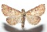  ( - 16-SRNP-101133)  @14 [ ] CreativeCommons  Attribution Non-Commercial Share-Alike (2017) Daniel H. Janzen Guanacaste Dry Forest Conservation Fund