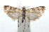  ( - 16-SRNP-101161)  @13 [ ] CreativeCommons  Attribution Non-Commercial Share-Alike (2017) Daniel H. Janzen Guanacaste Dry Forest Conservation Fund