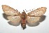  ( - 16-SRNP-101200)  @14 [ ] CreativeCommons  Attribution Non-Commercial Share-Alike (2017) Daniel H. Janzen Guanacaste Dry Forest Conservation Fund