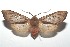  ( - 16-SRNP-101205)  @14 [ ] CreativeCommons  Attribution Non-Commercial Share-Alike (2017) Daniel H. Janzen Guanacaste Dry Forest Conservation Fund