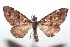  (Psaliodes croniaDHJ02 - 16-SRNP-101214)  @14 [ ] CreativeCommons  Attribution Non-Commercial Share-Alike (2017) Daniel H. Janzen Guanacaste Dry Forest Conservation Fund
