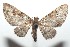  ( - 16-SRNP-101233)  @14 [ ] CreativeCommons  Attribution Non-Commercial Share-Alike (2017) Daniel H. Janzen Guanacaste Dry Forest Conservation Fund
