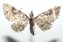  ( - 16-SRNP-101234)  @14 [ ] CreativeCommons  Attribution Non-Commercial Share-Alike (2017) Daniel H. Janzen Guanacaste Dry Forest Conservation Fund