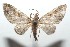  ( - 16-SRNP-101235)  @14 [ ] CreativeCommons  Attribution Non-Commercial Share-Alike (2017) Daniel H. Janzen Guanacaste Dry Forest Conservation Fund