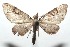  ( - 16-SRNP-101236)  @14 [ ] CreativeCommons  Attribution Non-Commercial Share-Alike (2017) Daniel H. Janzen Guanacaste Dry Forest Conservation Fund