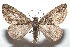 (Hydriomena BioLep1252 - 16-SRNP-101253)  @11 [ ] CreativeCommons  Attribution Non-Commercial Share-Alike (2017) Daniel H. Janzen Guanacaste Dry Forest Conservation Fund