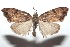  ( - 16-SRNP-101290)  @14 [ ] CreativeCommons  Attribution Non-Commercial Share-Alike (2017) Daniel H. Janzen Guanacaste Dry Forest Conservation Fund