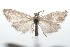  ( - 16-SRNP-101291)  @13 [ ] CreativeCommons  Attribution Non-Commercial Share-Alike (2017) Daniel H. Janzen Guanacaste Dry Forest Conservation Fund