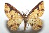  (Eois BioLep184 - 16-SRNP-101431)  @14 [ ] CreativeCommons  Attribution Non-Commercial Share-Alike (2017) Daniel H. Janzen Guanacaste Dry Forest Conservation Fund
