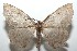  ( - 16-SRNP-101475)  @15 [ ] CreativeCommons  Attribution Non-Commercial Share-Alike (2017) Daniel H. Janzen Guanacaste Dry Forest Conservation Fund