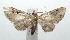  ( - 16-SRNP-101533)  @13 [ ] CreativeCommons  Attribution Non-Commercial Share-Alike (2017) Daniel H. Janzen Guanacaste Dry Forest Conservation Fund