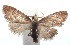  ( - 16-SRNP-101538)  @13 [ ] CreativeCommons  Attribution Non-Commercial Share-Alike (2017) Daniel H. Janzen Guanacaste Dry Forest Conservation Fund