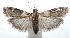  ( - 16-SRNP-101541)  @14 [ ] CreativeCommons  Attribution Non-Commercial Share-Alike (2017) Daniel H. Janzen Guanacaste Dry Forest Conservation Fund