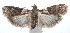  ( - 16-SRNP-101542)  @14 [ ] CreativeCommons  Attribution Non-Commercial Share-Alike (2017) Daniel H. Janzen Guanacaste Dry Forest Conservation Fund