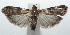  ( - 16-SRNP-101543)  @13 [ ] CreativeCommons  Attribution Non-Commercial Share-Alike (2017) Daniel H. Janzen Guanacaste Dry Forest Conservation Fund