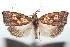  ( - 16-SRNP-101559)  @14 [ ] CreativeCommons  Attribution Non-Commercial Share-Alike (2017) Daniel H. Janzen Guanacaste Dry Forest Conservation Fund