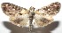  ( - 16-SRNP-101573)  @13 [ ] CreativeCommons  Attribution Non-Commercial Share-Alike (2017) Daniel H. Janzen Guanacaste Dry Forest Conservation Fund