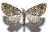  ( - 16-SRNP-101650)  @14 [ ] CreativeCommons  Attribution Non-Commercial Share-Alike (2017) Daniel H. Janzen Guanacaste Dry Forest Conservation Fund
