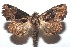  (Phosphila - 16-SRNP-101691)  @15 [ ] CreativeCommons  Attribution Non-Commercial Share-Alike (2017) Daniel H. Janzen Guanacaste Dry Forest Conservation Fund