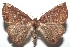  ( - 16-SRNP-101706)  @15 [ ] CreativeCommons  Attribution Non-Commercial Share-Alike (2017) Daniel H. Janzen Guanacaste Dry Forest Conservation Fund