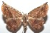  ( - 16-SRNP-101708)  @14 [ ] CreativeCommons  Attribution Non-Commercial Share-Alike (2017) Daniel H. Janzen Guanacaste Dry Forest Conservation Fund