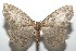  ( - 16-SRNP-101711)  @15 [ ] CreativeCommons  Attribution Non-Commercial Share-Alike (2017) Daniel H. Janzen Guanacaste Dry Forest Conservation Fund