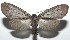  ( - 16-SRNP-101739)  @14 [ ] CreativeCommons  Attribution Non-Commercial Share-Alike (2017) Daniel H. Janzen Guanacaste Dry Forest Conservation Fund