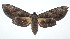  ( - 16-SRNP-101763)  @11 [ ] CreativeCommons  Attribution Non-Commercial Share-Alike (2017) Daniel H. Janzen Guanacaste Dry Forest Conservation Fund