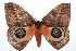 ( - 16-SRNP-101765)  @11 [ ] CreativeCommons  Attribution Non-Commercial Share-Alike (2017) Daniel H. Janzen Guanacaste Dry Forest Conservation Fund