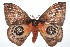  ( - 16-SRNP-101766)  @11 [ ] CreativeCommons  Attribution Non-Commercial Share-Alike (2017) Daniel H. Janzen Guanacaste Dry Forest Conservation Fund