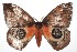  ( - 16-SRNP-101767)  @11 [ ] CreativeCommons  Attribution Non-Commercial Share-Alike (2017) Daniel H. Janzen Guanacaste Dry Forest Conservation Fund