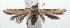  ( - 16-SRNP-101783)  @13 [ ] CreativeCommons  Attribution Non-Commercial Share-Alike (2017) Daniel H. Janzen Guanacaste Dry Forest Conservation Fund