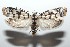  ( - 16-SRNP-101814)  @14 [ ] CreativeCommons  Attribution Non-Commercial Share-Alike (2017) Daniel H. Janzen Guanacaste Dry Forest Conservation Fund