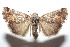  ( - 16-SRNP-101831)  @14 [ ] CreativeCommons  Attribution Non-Commercial Share-Alike (2017) Daniel H. Janzen Guanacaste Dry Forest Conservation Fund