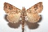  ( - 16-SRNP-101858)  @14 [ ] CreativeCommons  Attribution Non-Commercial Share-Alike (2017) Daniel H. Janzen Guanacaste Dry Forest Conservation Fund